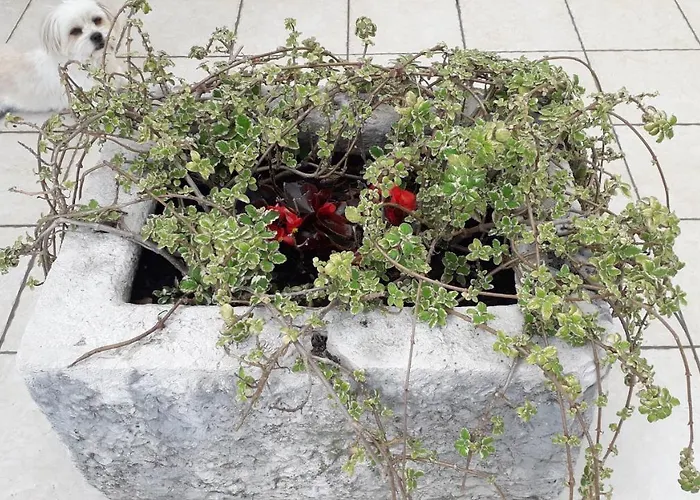 Guest house Studio Laura