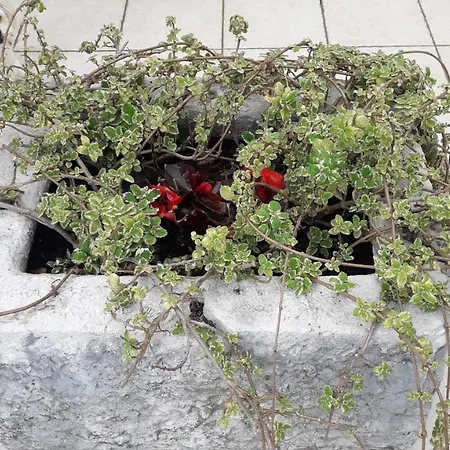 ゲストハウス Laura